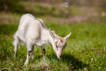 Obraz premium goat