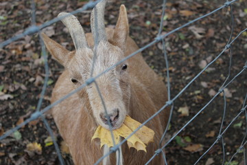Ziege mit Blatt