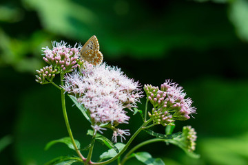 Farfalle Parco Nazionale dei Sibillini