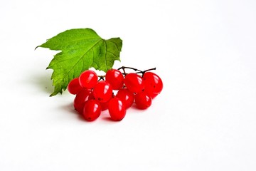 Гроздь калины на белом фоне