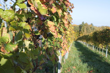 Weingarten Wildon 2015 9