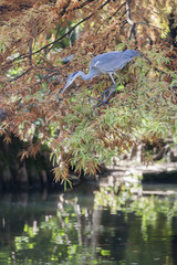 heron in autumn on tree
