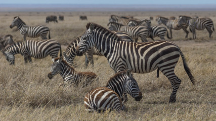 Fototapeta na wymiar Grasende Zebras in der Serengeti