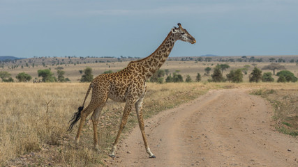 Massai-Giraffe in der Serengeti