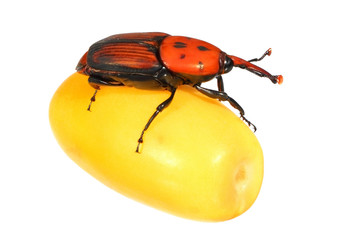 Designer / Red palm weevil (Rhynchophorus ferrugineus) - one of the main pest of date palm trees plantations.( Pest on date fruit )