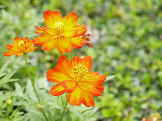 closeup orange cosmos flower