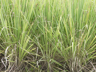 Lemongrass in garden