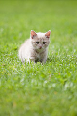Naklejka na ściany i meble Cute cat on the grass