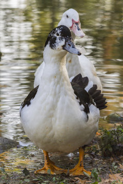 duck on lake