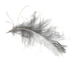 Obraz premium Fluffy feather isolated on white background