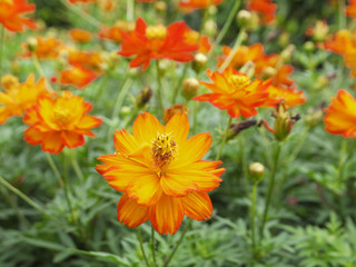 closeup orange cosmos flower