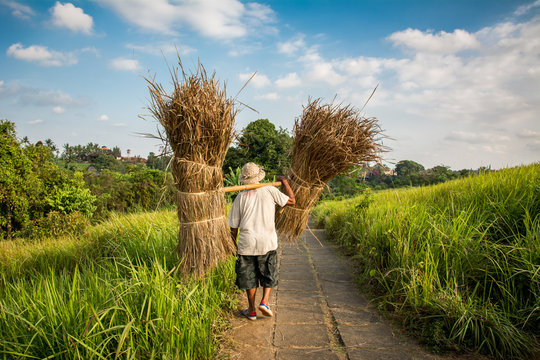 Campesino Trabajando En Bali