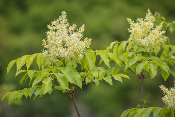 South European flowering ash flower
