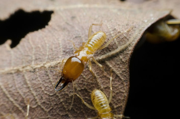 termite