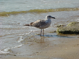 Herring Gull (lat. Larus argentatus) - a large bird family gull, widespread in Europe, Asia and North America