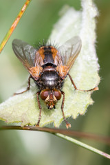 Parasitoid fly Tachina fera