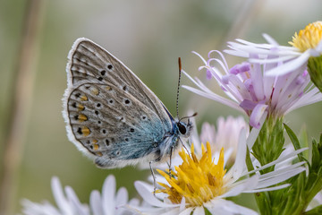 Common blue butterfly on wild flower