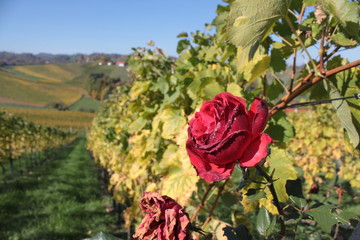 Weinstra&szlig;e 2015 17