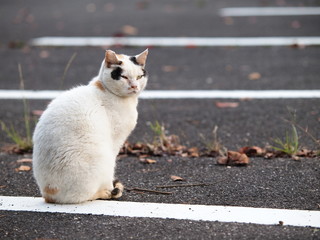 駐車場の猫
