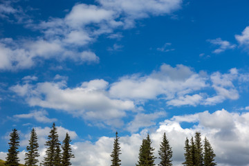 Fir Tree Tops and Blue Sky with White Clouds
