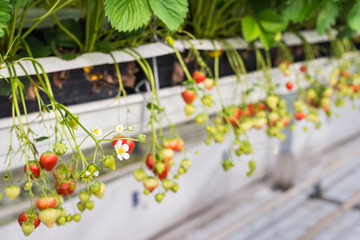 Strawberry cultivation from close