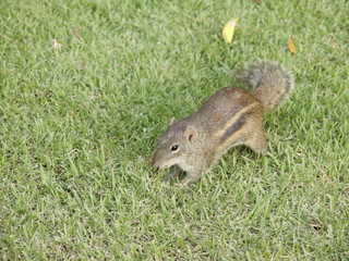 Squirrel on the grass
