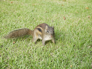 Squirrel on the grass