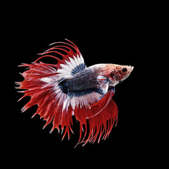 Fototapeta premium betta fish, siamese fighting fish isolated on black