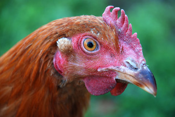 Red Chicken Close-Up Photo (Organic)