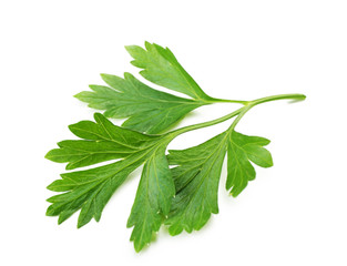 Fresh parsley isolated on white