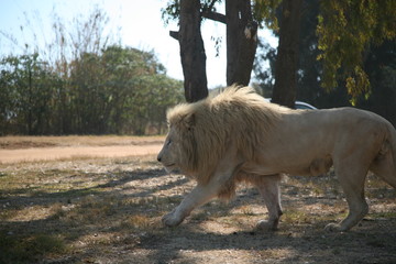 Lion 
