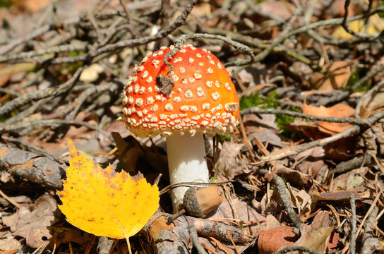 Red fly ageric mushroom