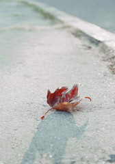 Autumn leaf on asphalt at sunset