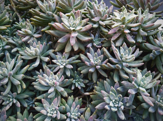 Pianta grassa Pachyveria