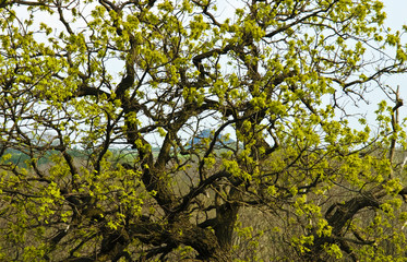 Fototapeta premium The branch of Tree against the cloudy sky