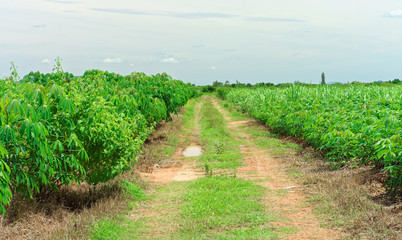 Fototapeta na wymiar Landscape view of dirt road in Manihot esculenta field. The area is cultivated land in rural of Thailand, Southeast Asia.