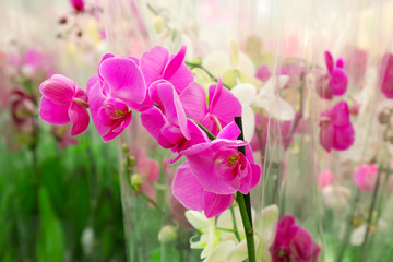 Orchid Flowers for sale at flower market. Indoor.