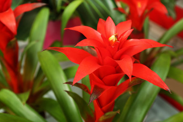 Pink bromeliad on green leaf background