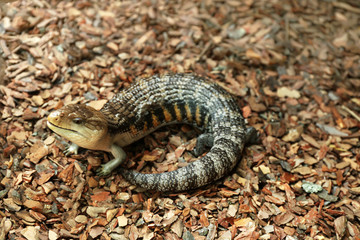 Eastern blue-tongued skink lying on the floor (Tiliqua scincoides)
