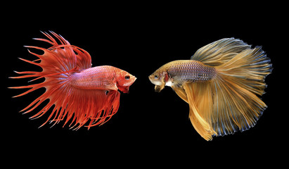 Obraz premium betta fish, siamese fighting fish isolated on black