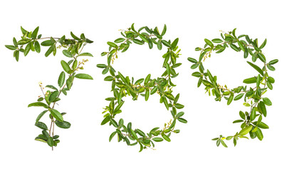 Alphabet creeper flower isolated