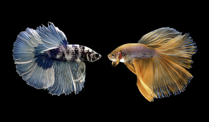 betta fish, siamese fighting fish isolated on black