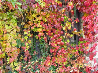 Fototapeta na wymiar a lot of leaves of woodbine in red, yellow and green colors in autumn growing on the fence