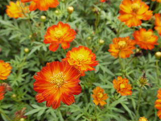 closeup orange cosmos flower