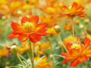 orange cosmos flower