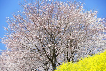 満開の桜と菜の花