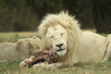 Fototapeta na wymiar Lion Eating 