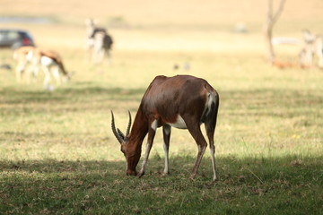 Naklejka na ściany i meble Bontebok (Damaliscus pygargus) grazing in South Africa