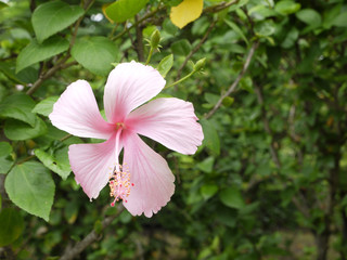 A Beautiful Pink Hibiscus