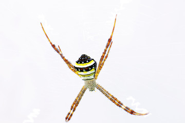 Spider (Argiope sp.) on it's web white background